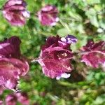 Salvia multicaulis Kvet
