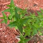 Monarda didymaList