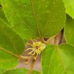 Guazuma ulmifolia 花