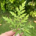 Ambrosia artemisiifolia पत्ता