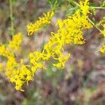 Solidago odora Λουλούδι