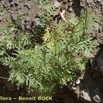 Lavandula coronopifolia Hábito