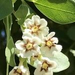 Schrebera alata Flower