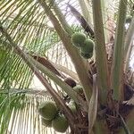 Cocos nucifera Ovoce