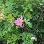 Rosa woodsii फूल