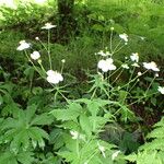 Ranunculus platanifolius Máis