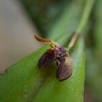 Acianthera decipiens Цветок