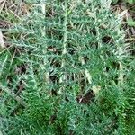 Cynara humilis Hoja