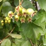 Crataegus coccinea Ffrwyth