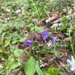 Pulmonaria affinis Fula