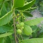 Allophylus africanus Frucht