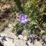 Phacelia distans Flower