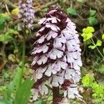 Orchis purpureaDrugo