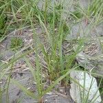 Calamagrostis breviligulata Habit