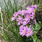 Primula farinosa Квітка