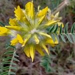 Astragalus alopecuroides Blomst