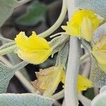 Phlomis olivieri Flower