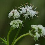 Sanicula europaea Кветка