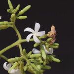 Diplorhynchus condylocarpon Blüte