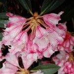 Rhododendron insigne Blomma