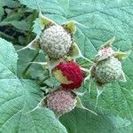 Rubus parviflorus 果