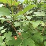 Viburnum sargentii Fruit