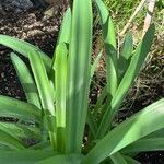 Pancratium canariense Lapas