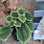 Pilea involucrata Ліст