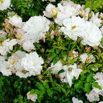 Rosa moschata ശീലം