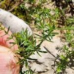 Galium anisophyllon Листок