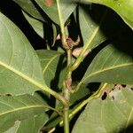 Persea silvatica Leaf