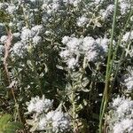 Teucrium capitatum 花