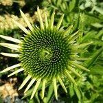 Echinacea pallida Virág
