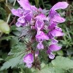 Lamium maculatumFlower