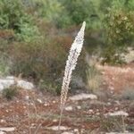 Drimia numidica Flower