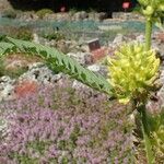 Astragalus alopecurus Fruit