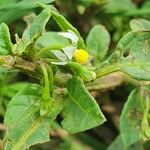 Solanum villosum Blüte