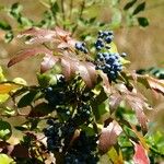 Berberis aquifolium Blatt