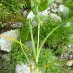 Carex lepidocarpa Levél