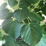 Tilia platyphyllos 叶