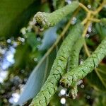Alnus orientalis Flower