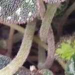 Begonia imperialis Corteza
