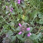 Lamium purpureum Habit