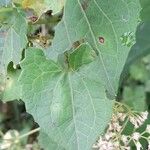 Mikania micrantha Leaf