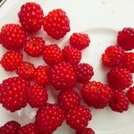 Rubus phoenicolasius Fruit