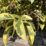 Ligustrum japonicum List