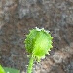 Drusa glandulosa Plod