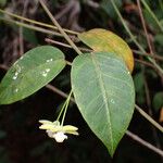 Blepharodon pictum Leaf