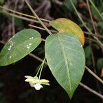 Blepharodon pictum Frunză
