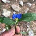 Commelina communisFiore